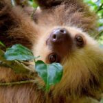 sloth, costa rica, puerto viejo, rainforest, travel, nature, sloth, sloth, sloth, sloth, sloth, costa rica