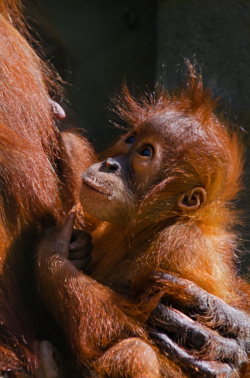 infant, orangutan, ape, borneo, asia, monkey baby, cute, animal, threatened, nature, mamma, chest, endangered, mammal, lovingly, motherly love