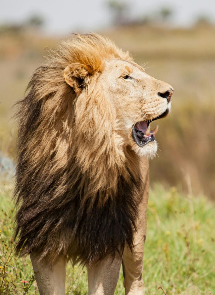 A powerful lion with a majestic mane stands in the African savannah, showcasing its natural habitat.