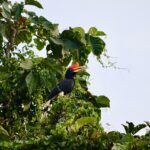 bird, rhinoceros hornbill, nature, borneo, wildlife
