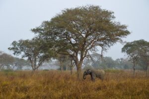 savannah, africa, elephant, solitary, safari, pachyderm, nature, animal, benign, afrika, bush