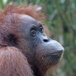 orangutan, borneo, ape, wildlife, nature, asia, conservation, primate, animal, orangutan, orangutan, orangutan, orangutan, orangutan