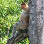proboscis, money, borneo, primate, malaysia, nature, animal, green money