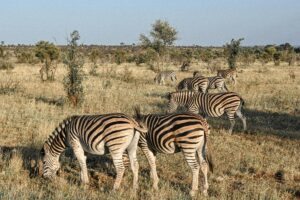 A herd of zebras grazing in the wild savannah of South Africa during the day.