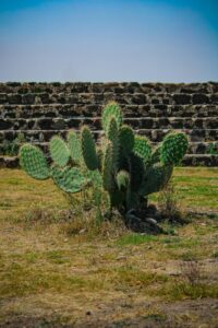 Opuntia cactus against ancient pyramid steps in Teotihuacán, Mexico.