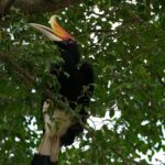 Rhinoceros Hornbill (Buceros rhinoceros) nestled among vibrant green leaves.